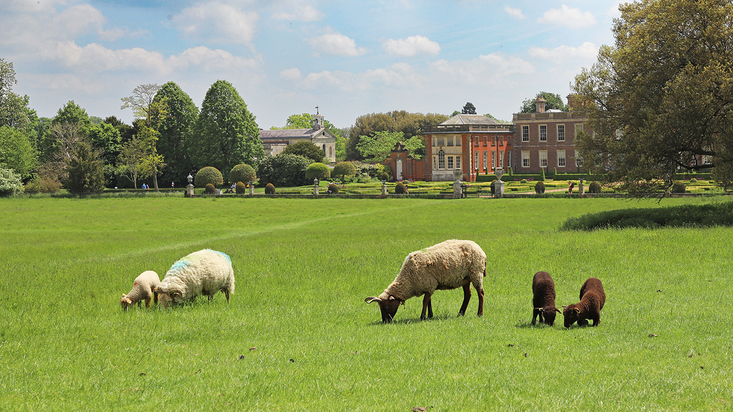 Sheep in the parkland at Wimpole Hall